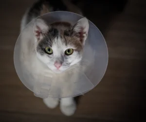 City Way Animal Clinics - Mass Ave