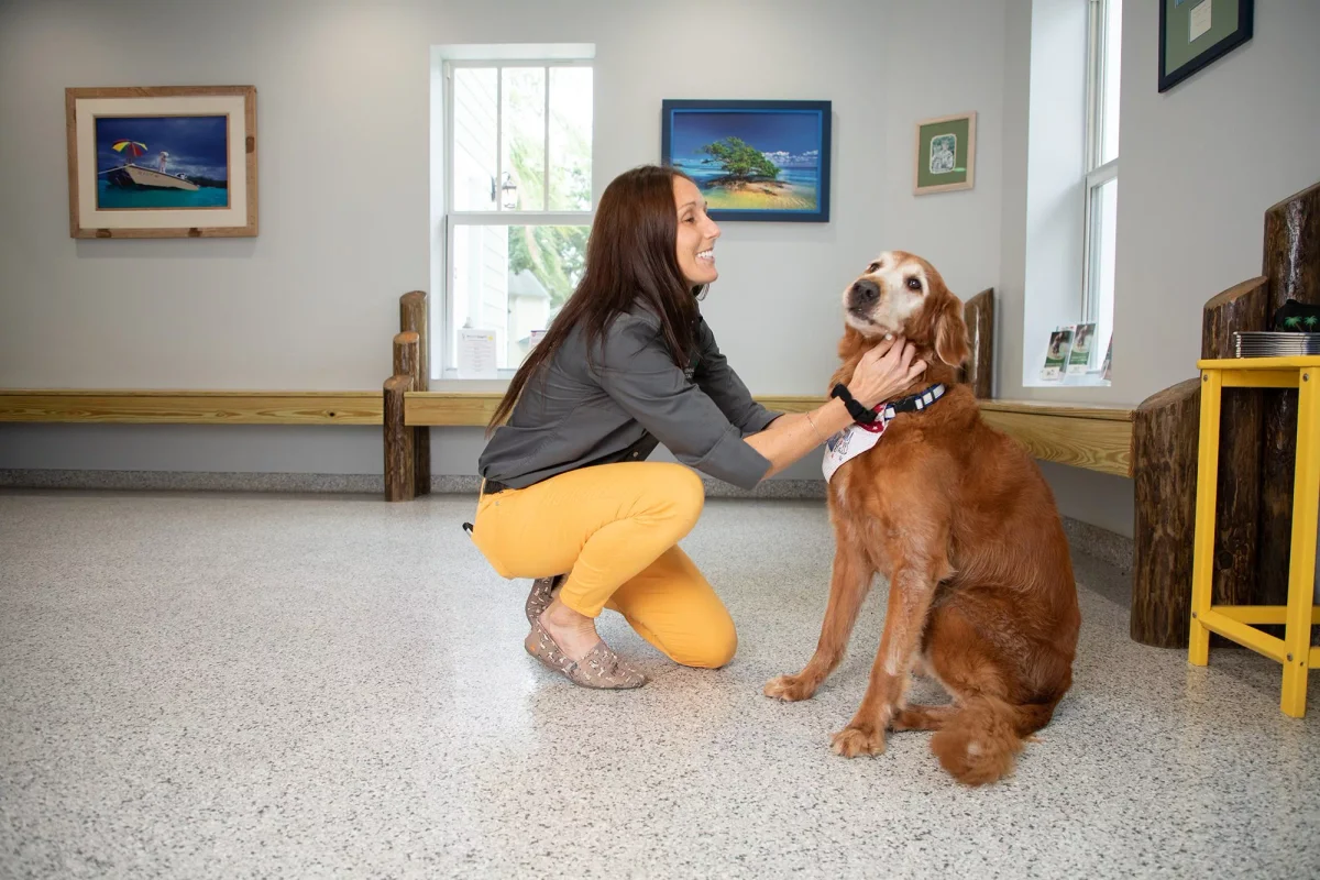 Island Animal Hospital