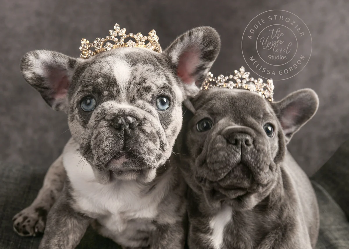 Southern Frenchies and Sons