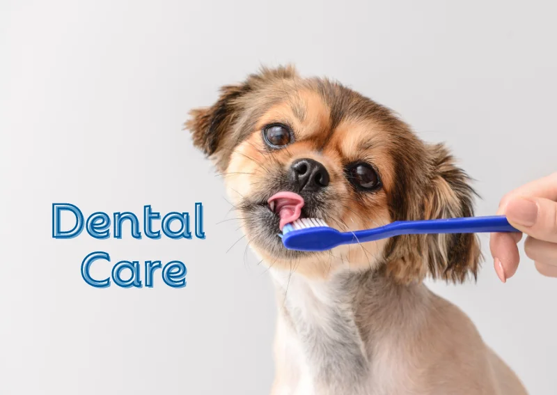 Pet Hospital in Corinth, TX