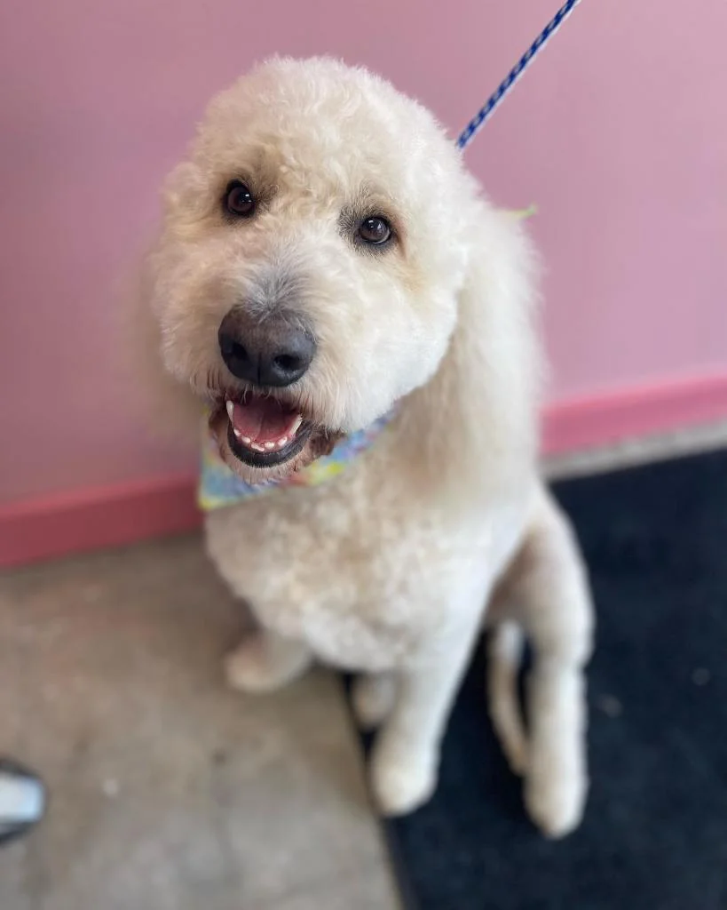 Earth Dog Spa & Apawthecary