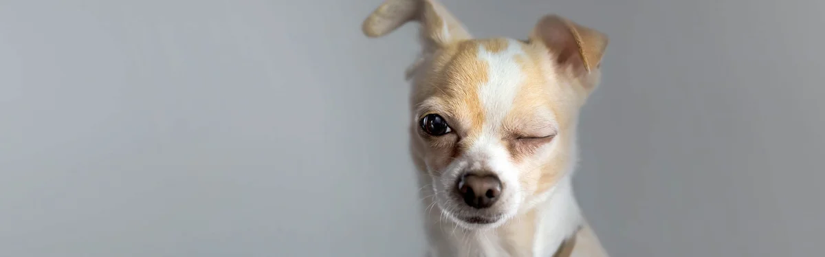 Cascade Park Animal Hospital