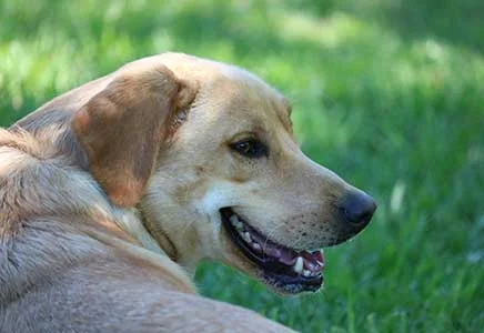 Clearview Pet Care Centre