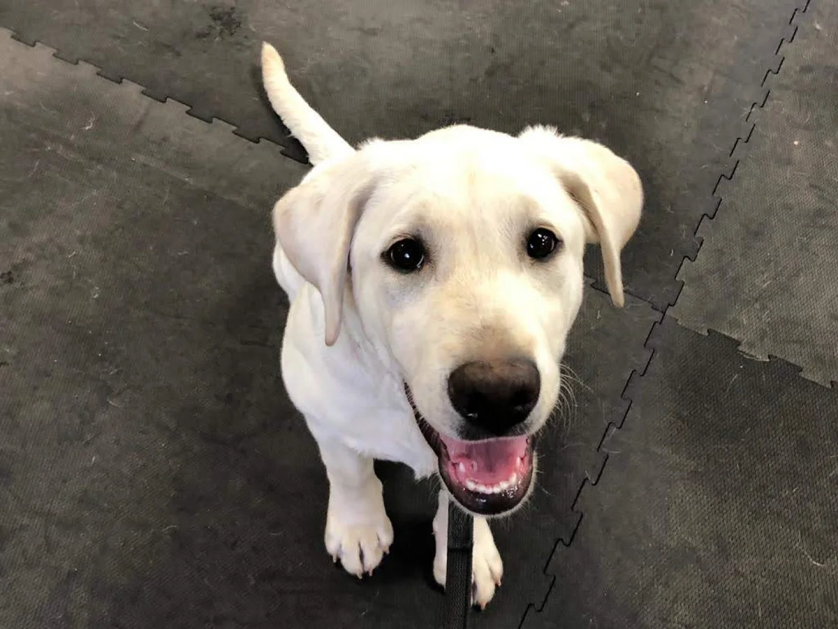 RR Professional Dog Training & Boarding