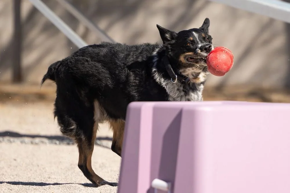 Animal Cardiology Specialists