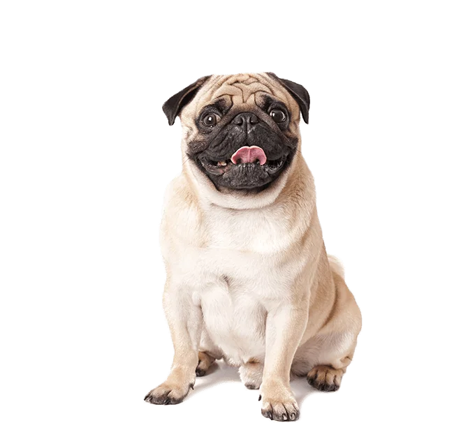 Rockwall Veterinary Hospital