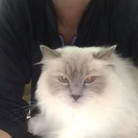 Bubbles & Bows Pet Grooming