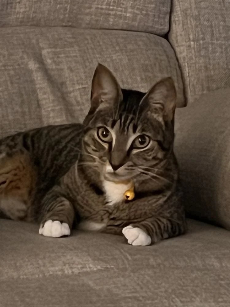 Humane Society of Sarasota County