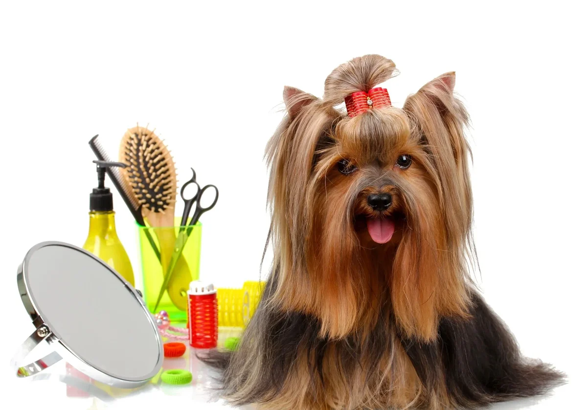 Hollywood Hounds Pet Spa