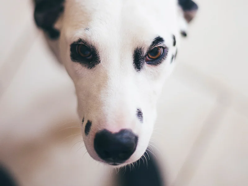 Colony Animal Clinic