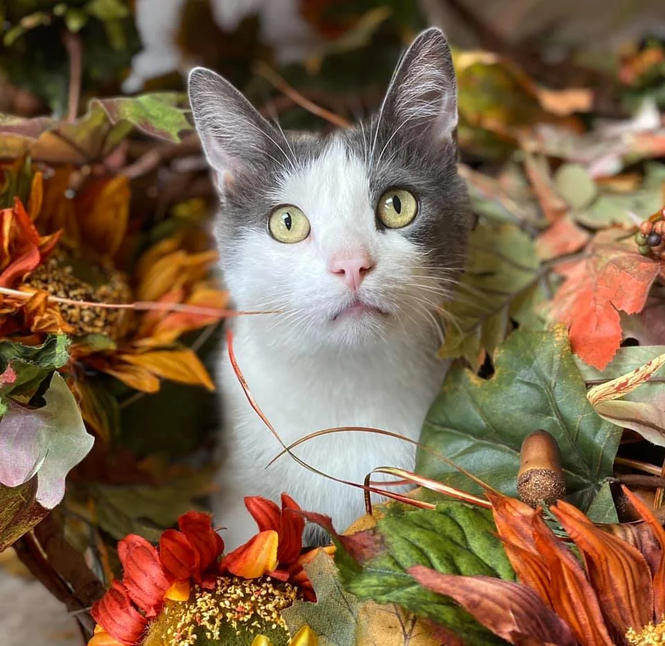 Heartland Veterinary Clinic