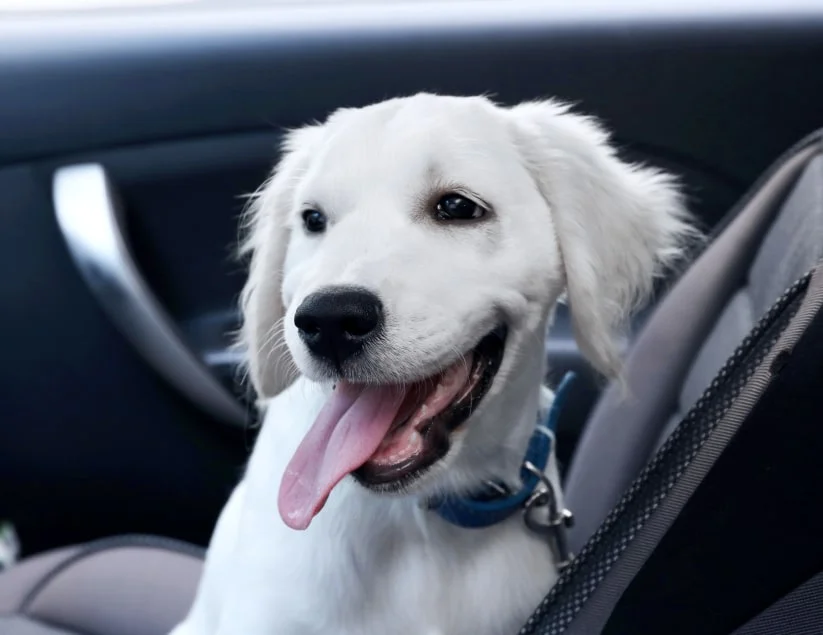 South Hillsdale Animal Hospital