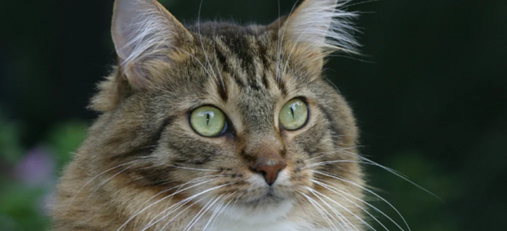 Aunt Carol's Pet & Home Sitting