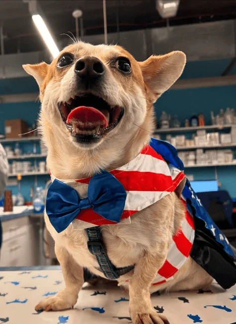 District Veterinary Hospital