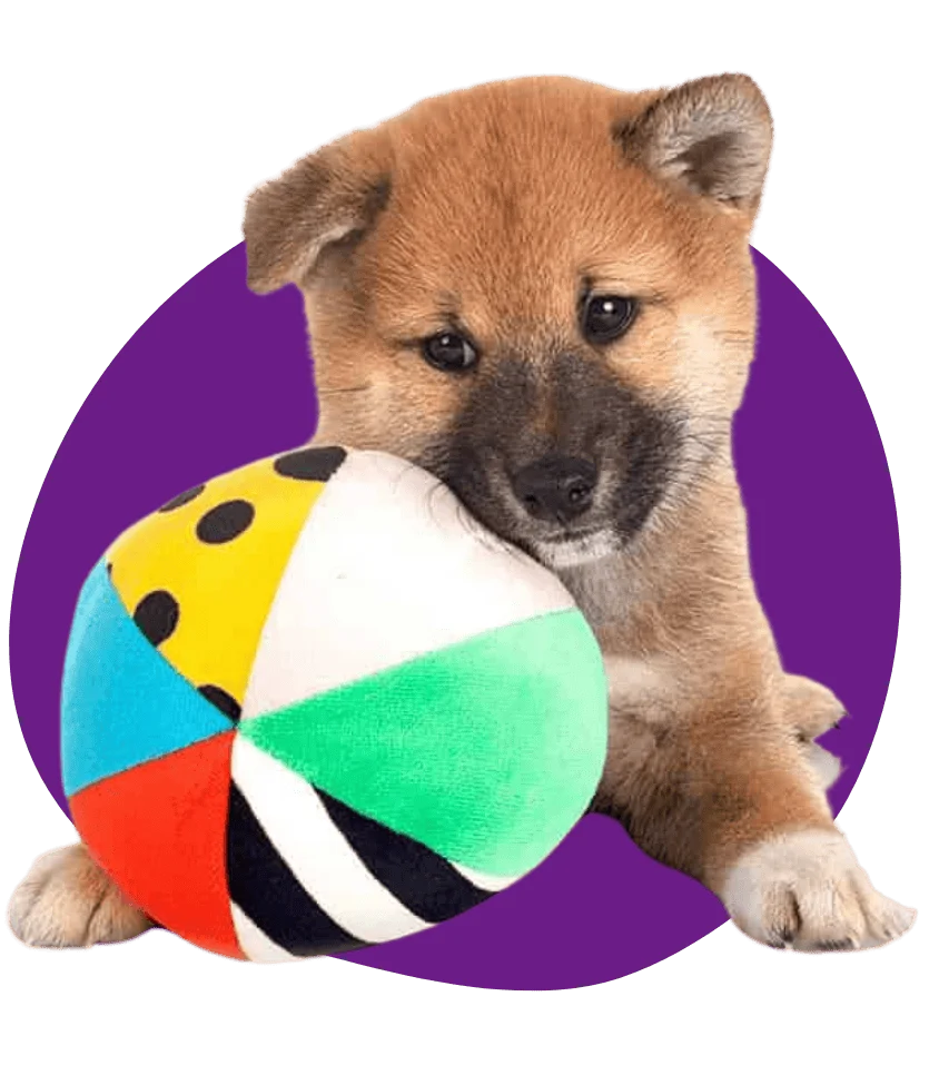 Specialized Pet Services