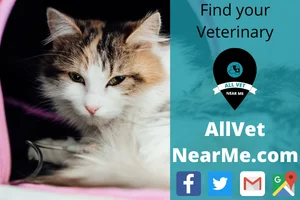 All Vet Near Me