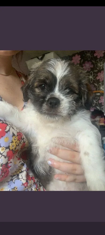 Medivet The Vets Greenwich