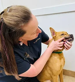 Jonesville Animal Hospital