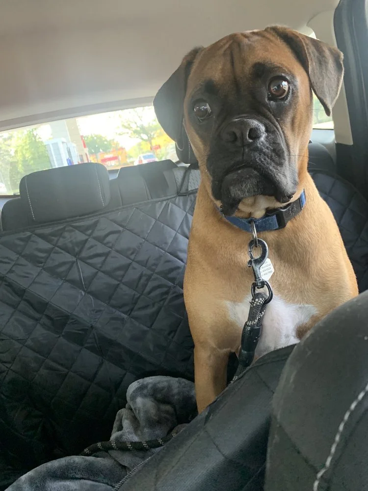 River Pet Resort and Rehab