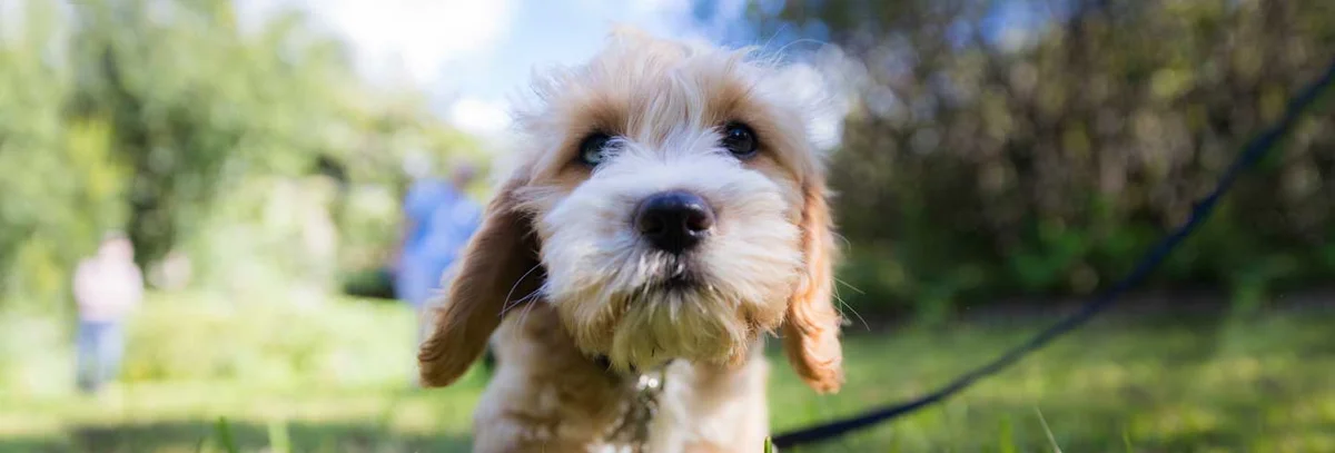 Cranberry Holistic Pet Care