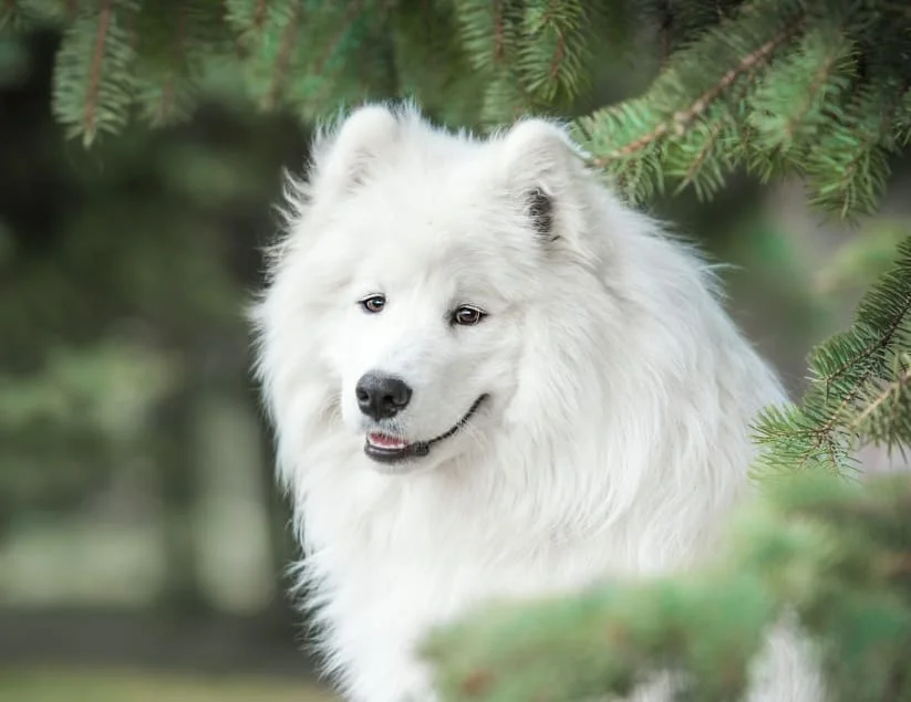 South Mesa Veterinary Hospital