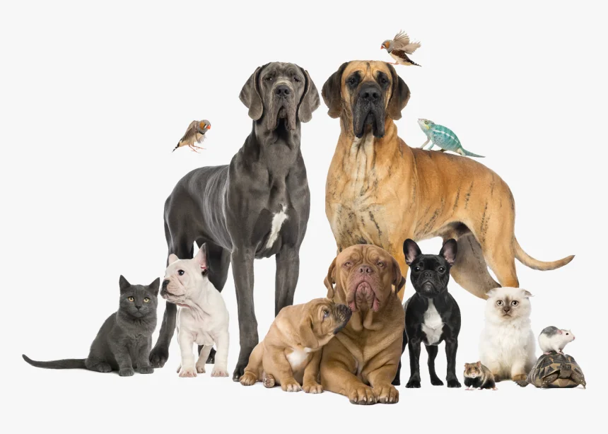 Amazon Animal Hospital