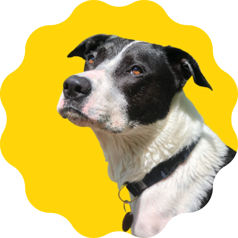 Pinebrook Animal Hospital