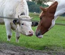 Arroyo Veterinary Hospital