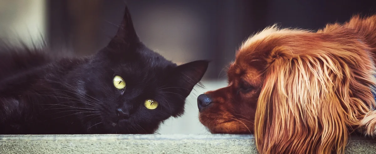 Federal Animal Hospital