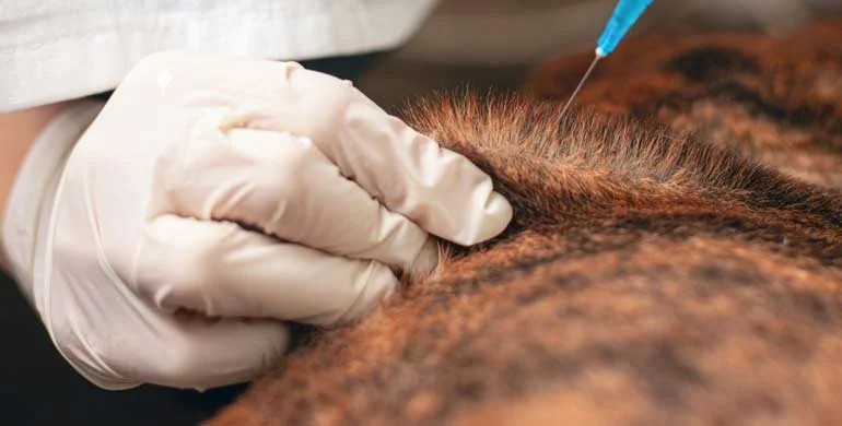 Kleintierpraxis Lickteig