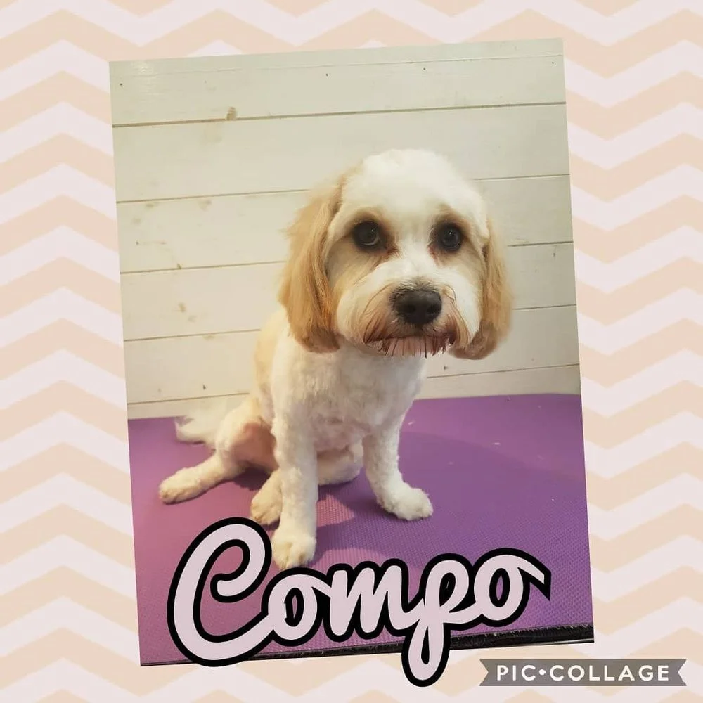 Little Paws Dog Grooming