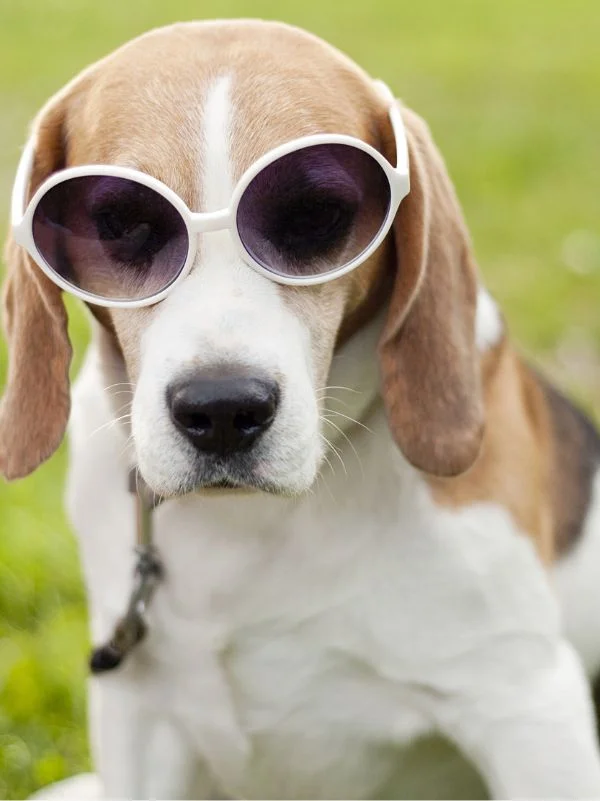 Broadview Animal & Bird Hospital