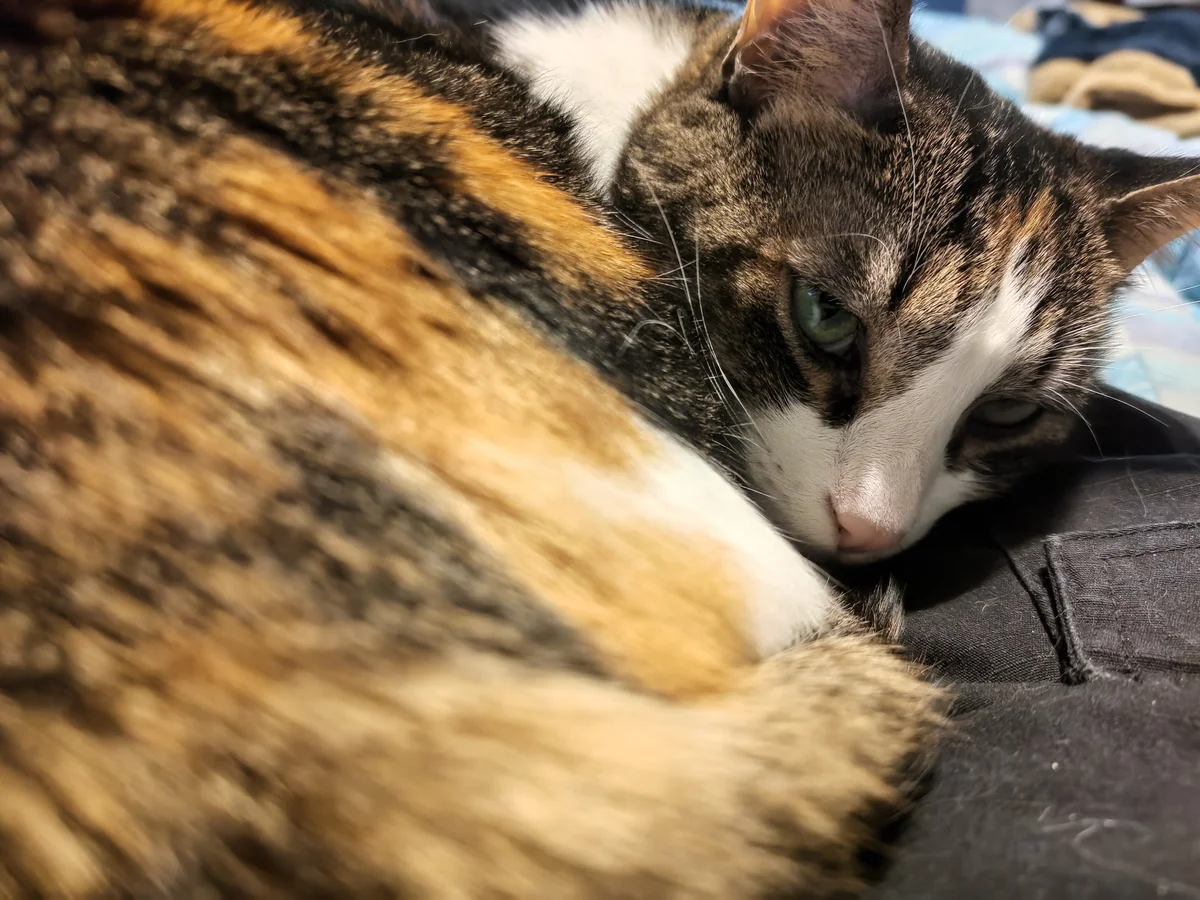 Dantorion's Catnap Inn