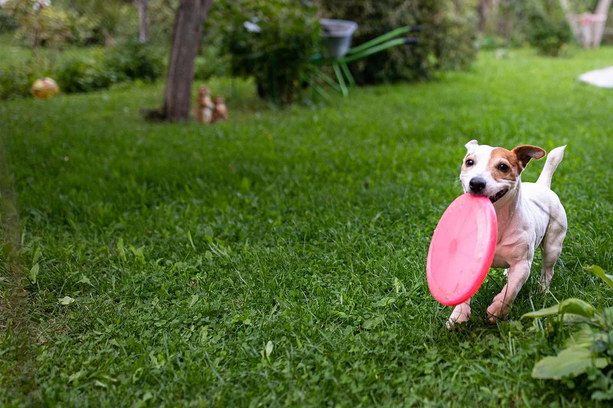 East Greenville Animal Hospital