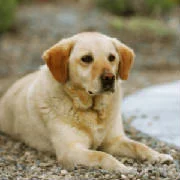 Incline Pet Care LLC