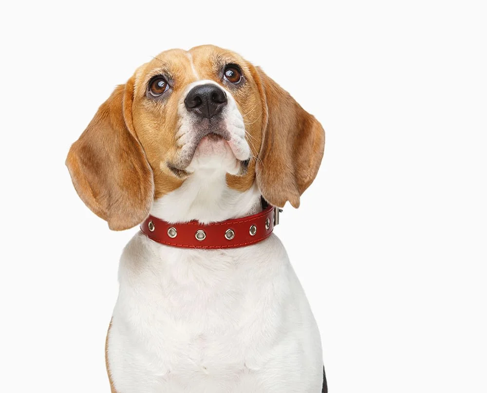 Brookfield Pet Hospital Plus