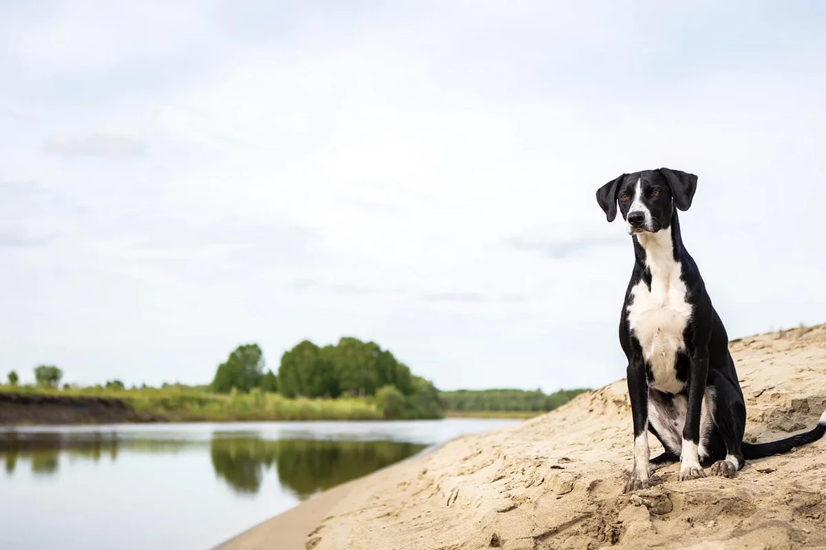 East Beach Veterinary Care