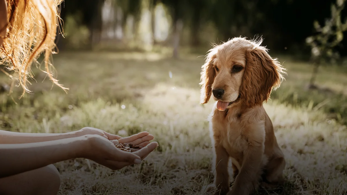 Brekke Veterinary Clinic - Canyon Rd