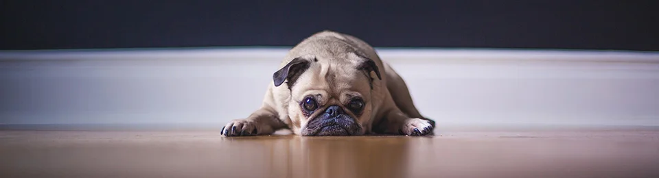 Companions First Veterinary Clinic