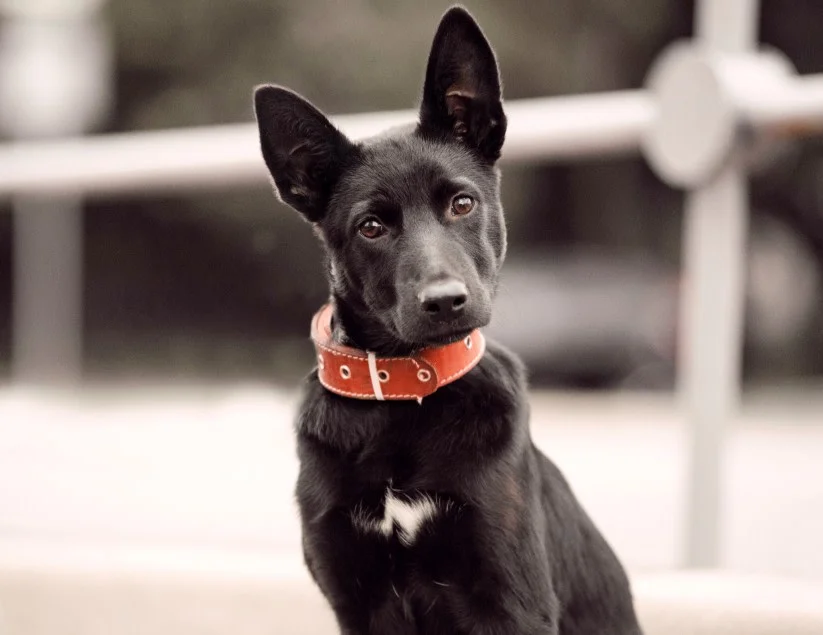 Cumberland Animal Hospital